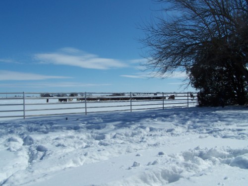 20110215_5 (500 x 375)